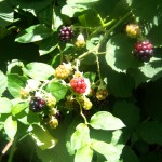 summer berries
