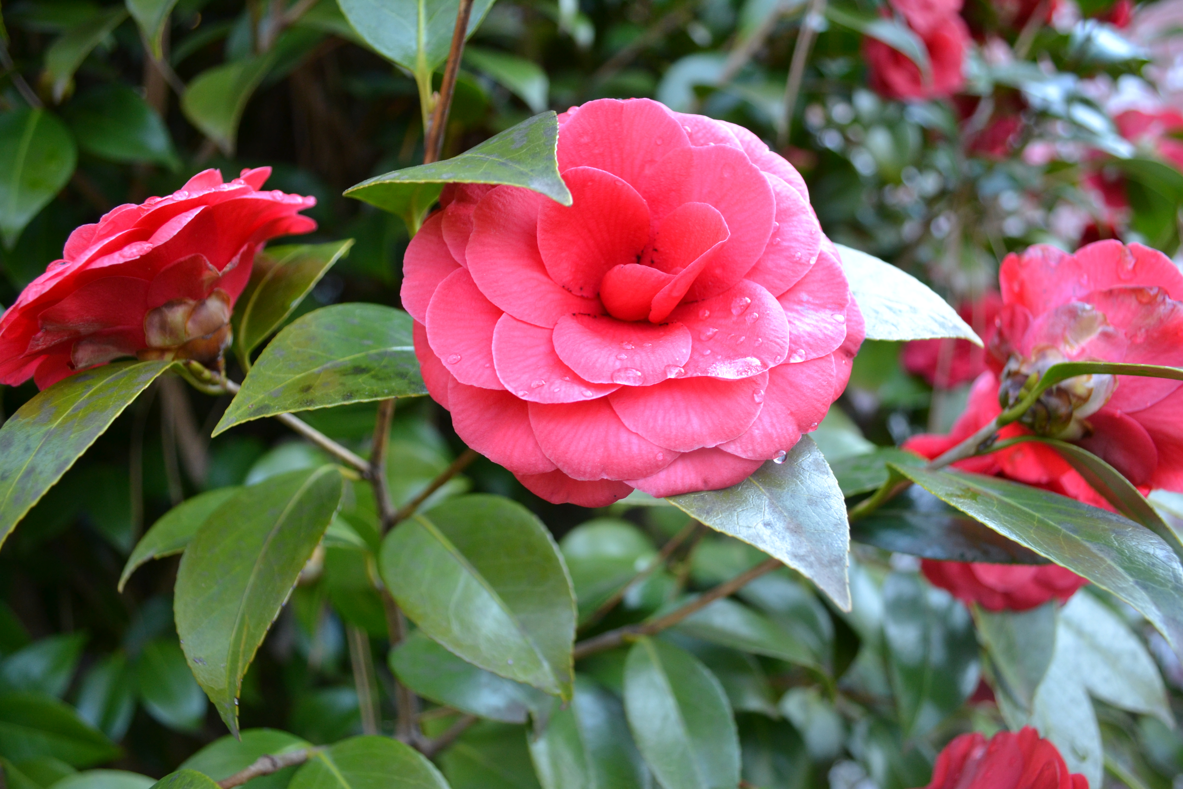 red camellia bloom