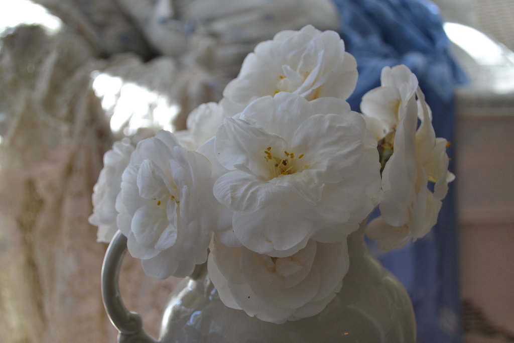 white camellias