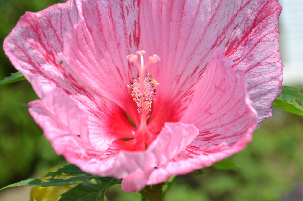 Cottage Fix - bright pink hardy hibiscus