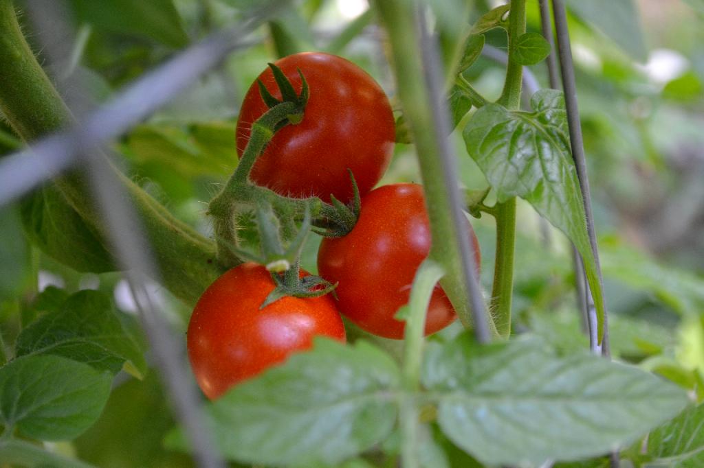 Cottage Fix - cherry tomatoes