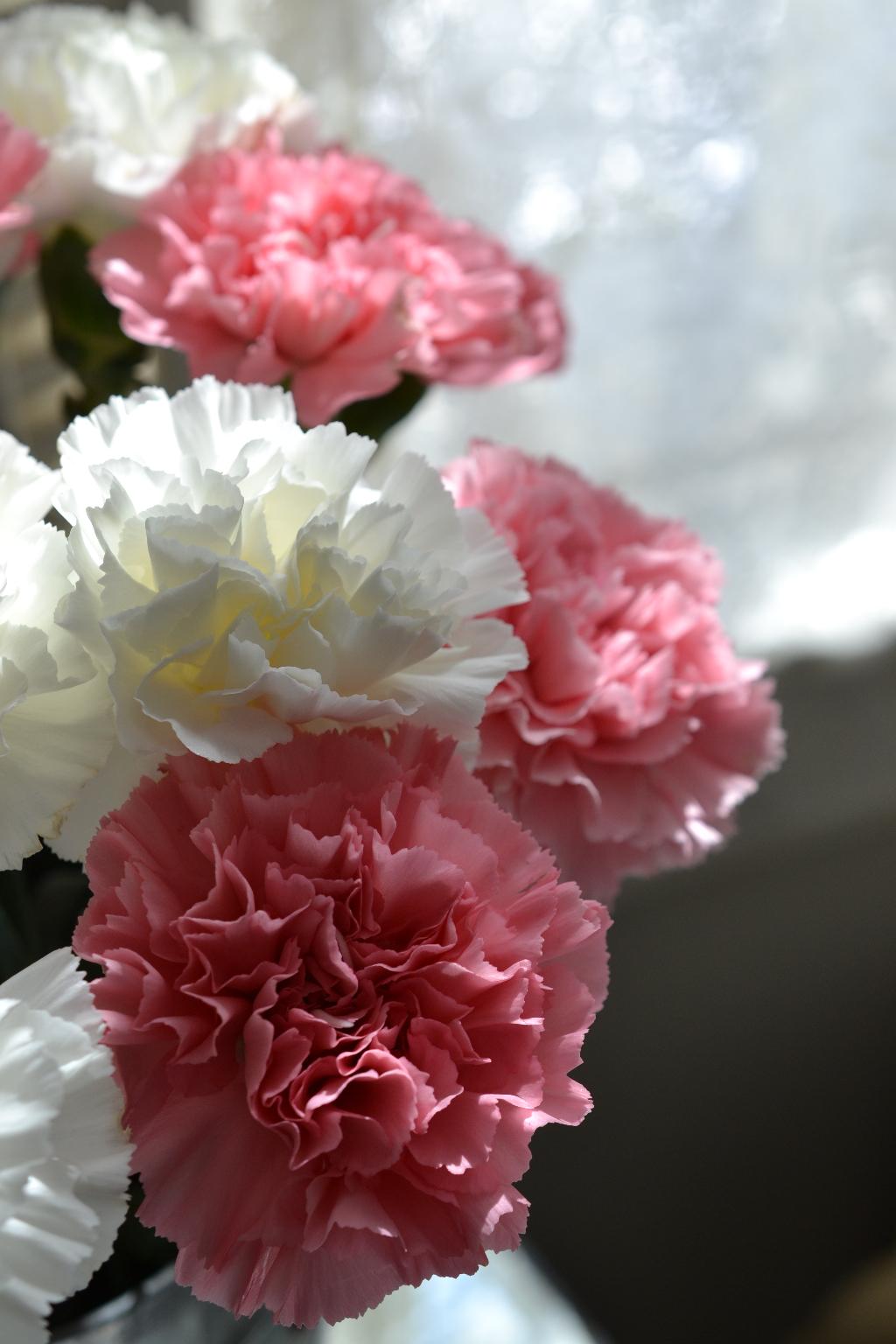 Cottage Fix - pink and white carnations