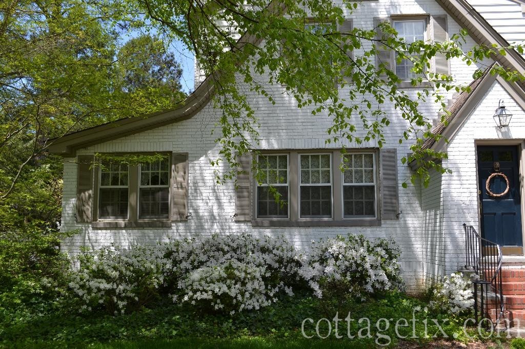 Cottage Fix blog - white azaleas in bloom 