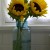 cottage fix sunny sunflowers
