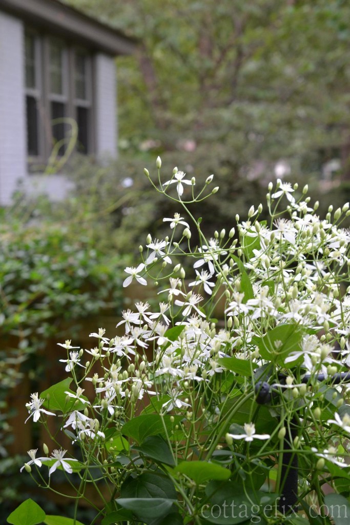 Cottage Fix blog autumn clematis with our cottage in the background