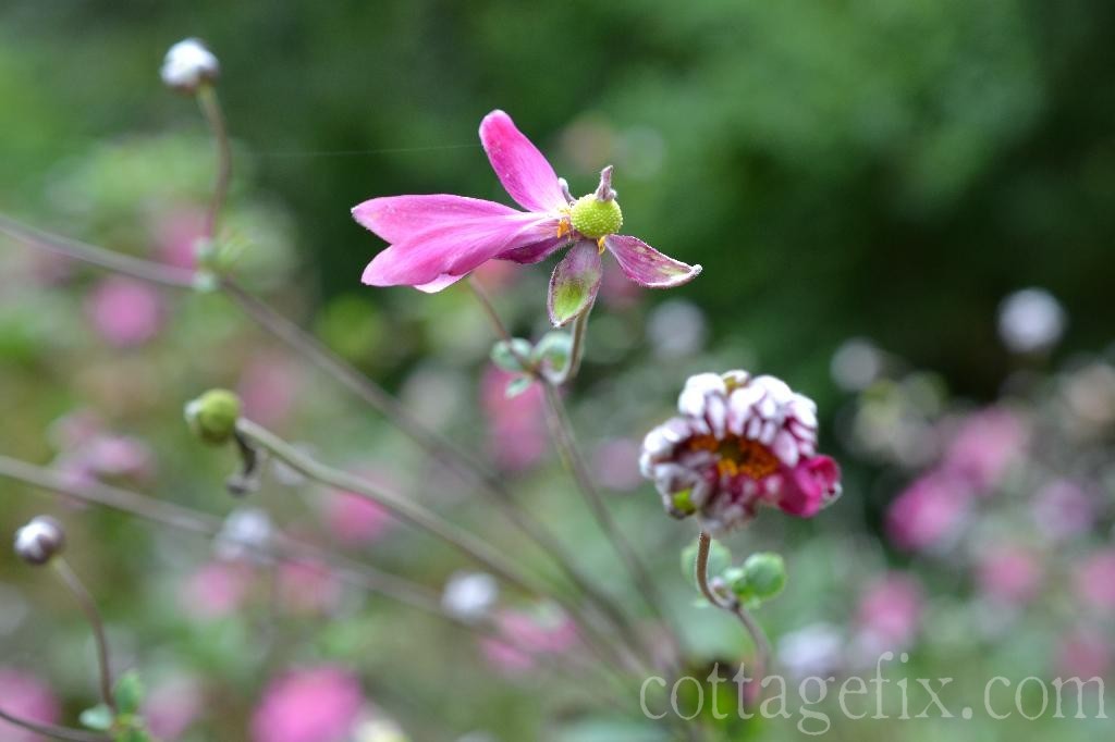 Cottage Fix blog - fall blooming perennials 