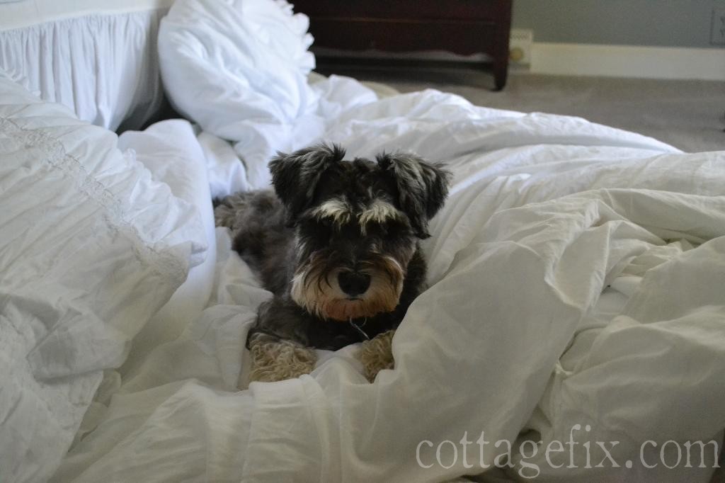 Cottage Fix blog - Miss Paisley and a bundle of fluff