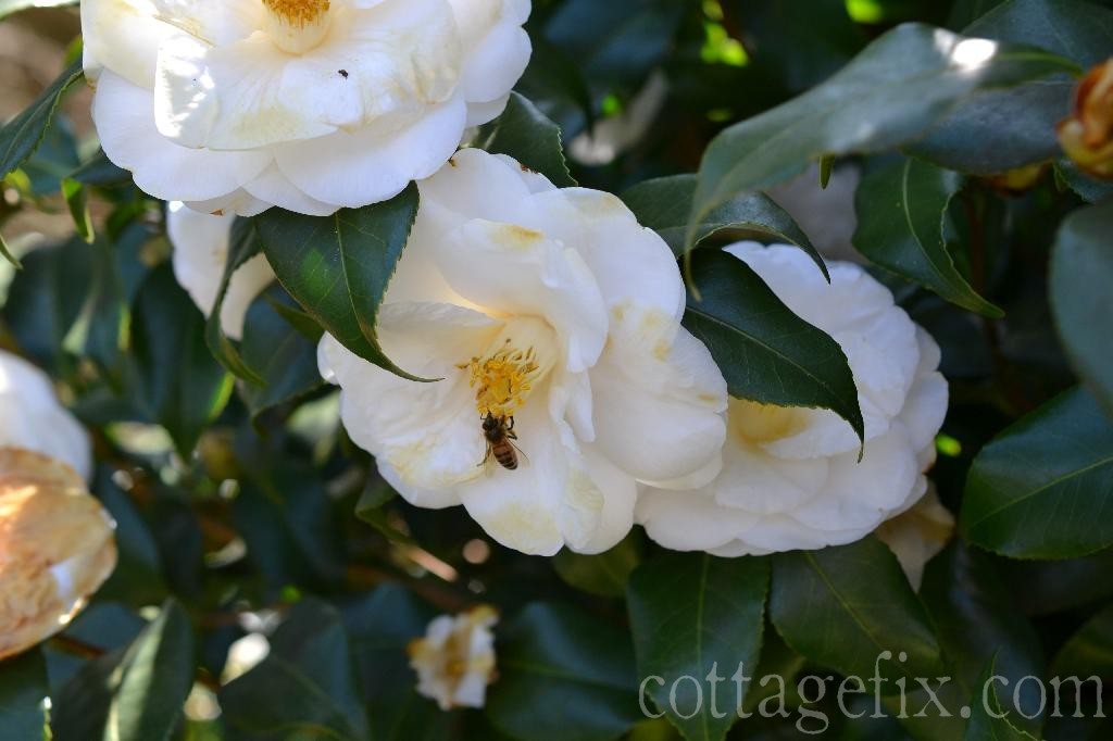 Cottage Fix blog - white camellia blooms