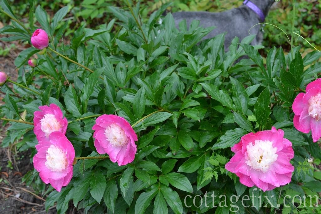 Cottage Fix blog - peonies in the garden