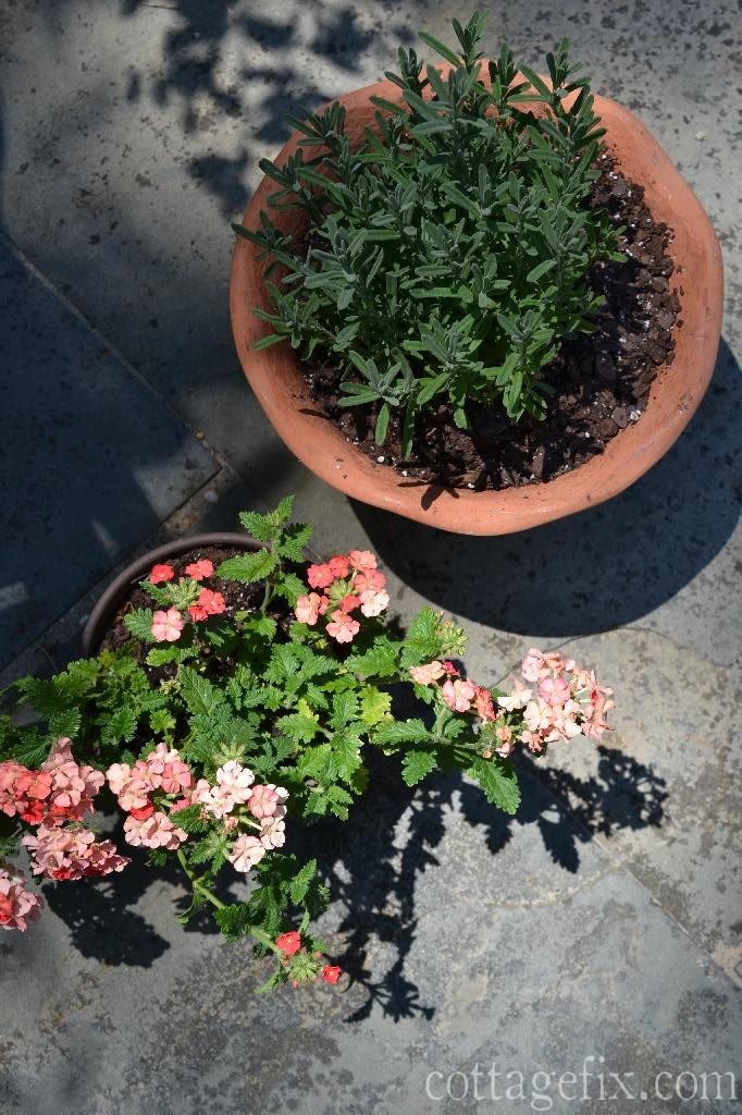 Cottage Fix blog - pots of lavender and Superbena