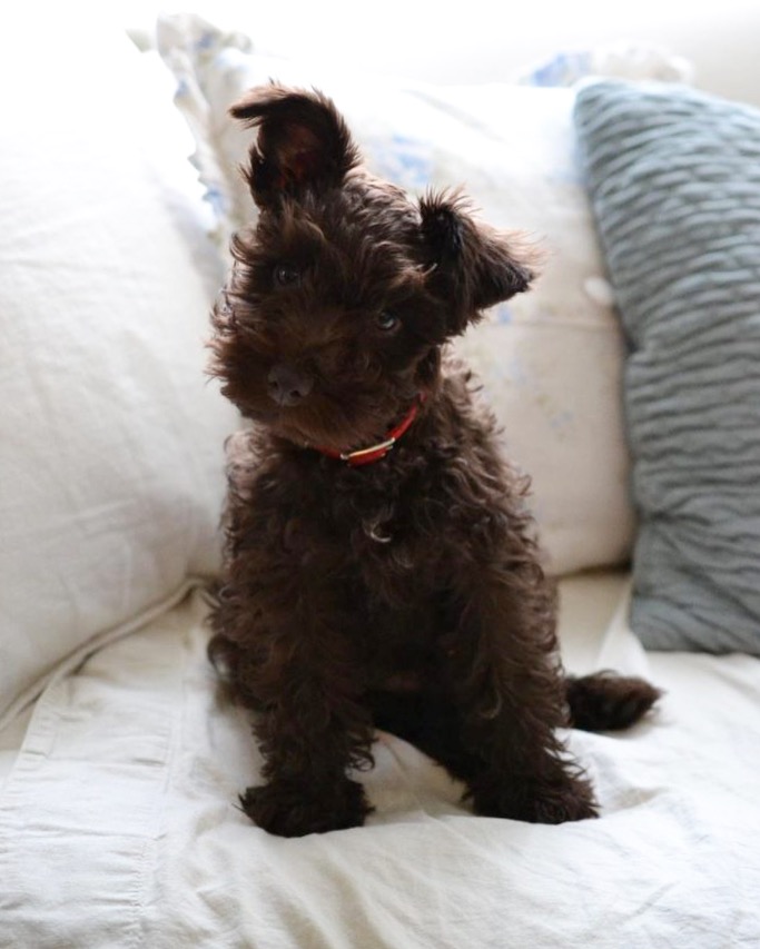 Cottage Fix blog - Scout- puppy miniature schnauzer 