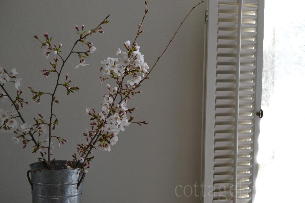 Cottage Fix blog - cherry blossoms