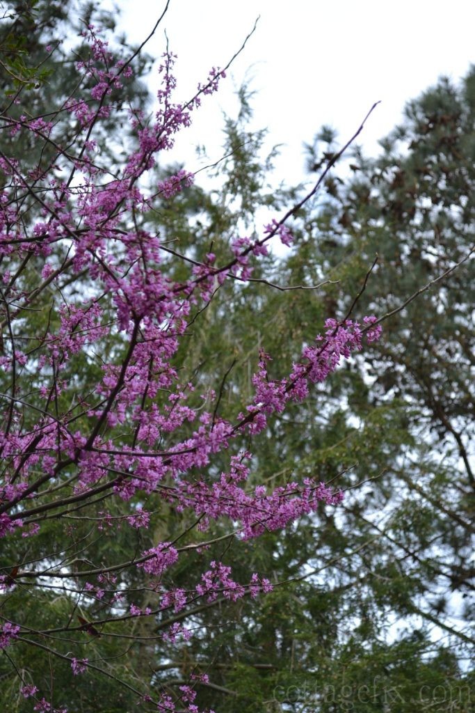 Cottage Fix blog - red bud flowering spring