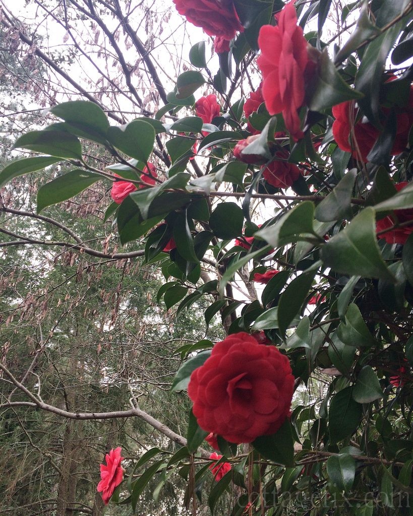 Cottage Fix blog - camellias in bloom 