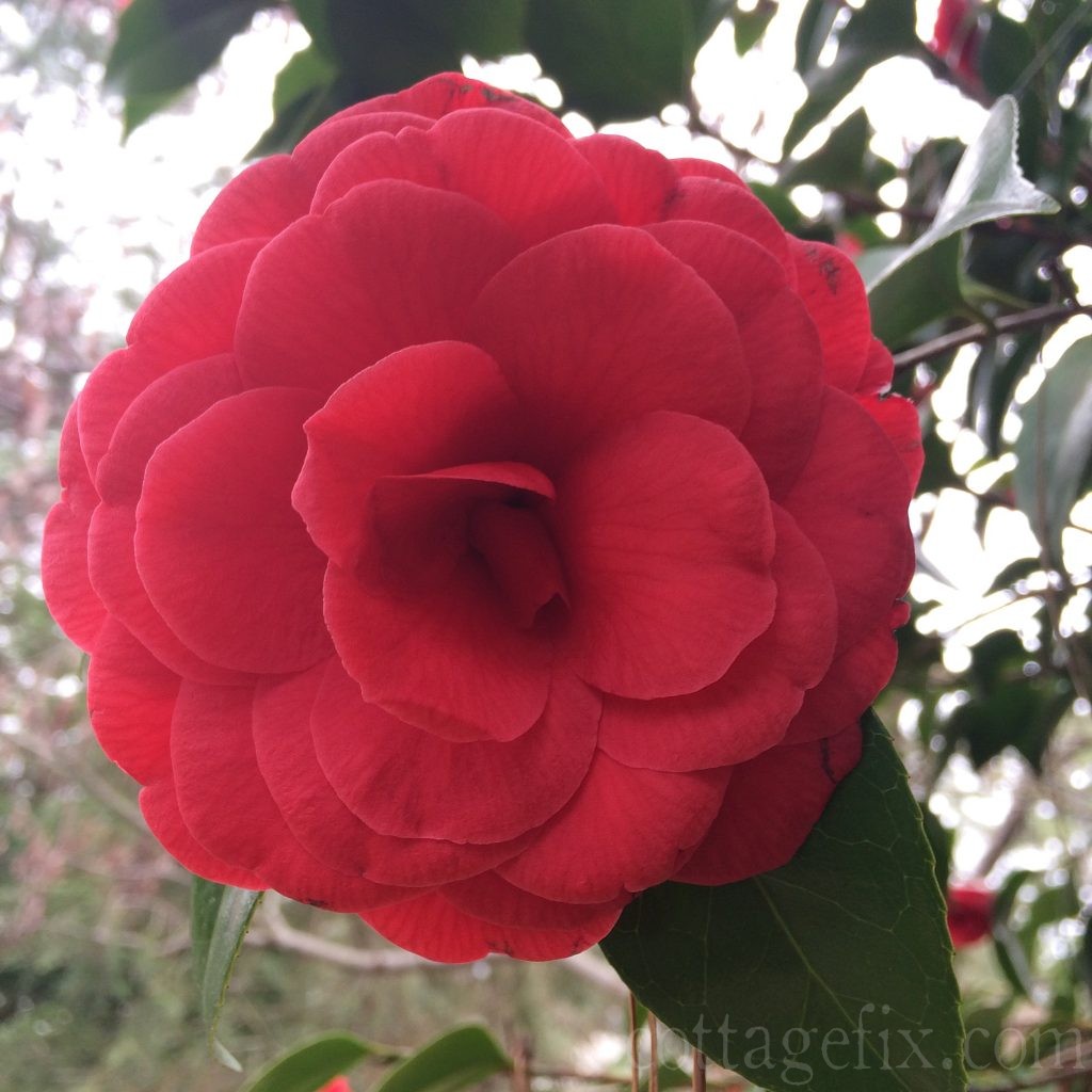 Cottage Fix blog - red camellia bloom