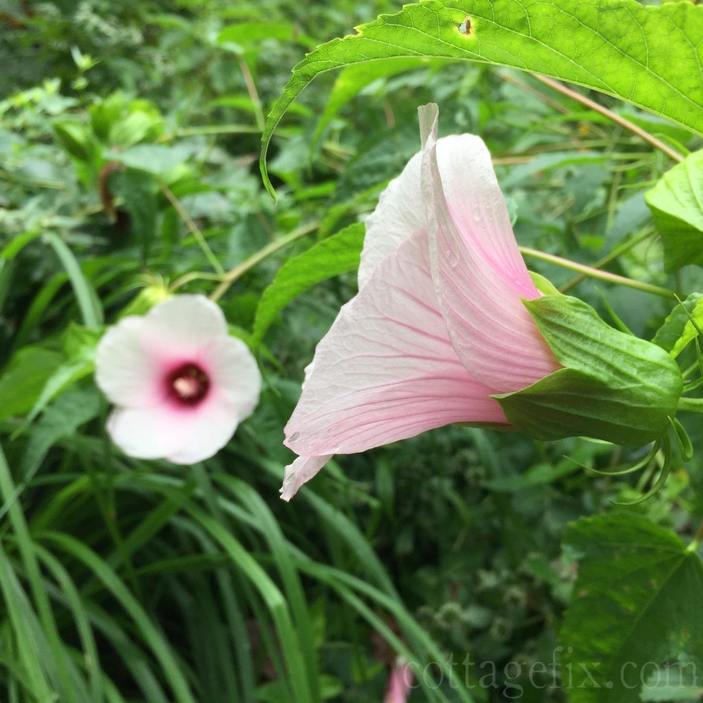 Cottage Fix blog - hibiscus on the trail