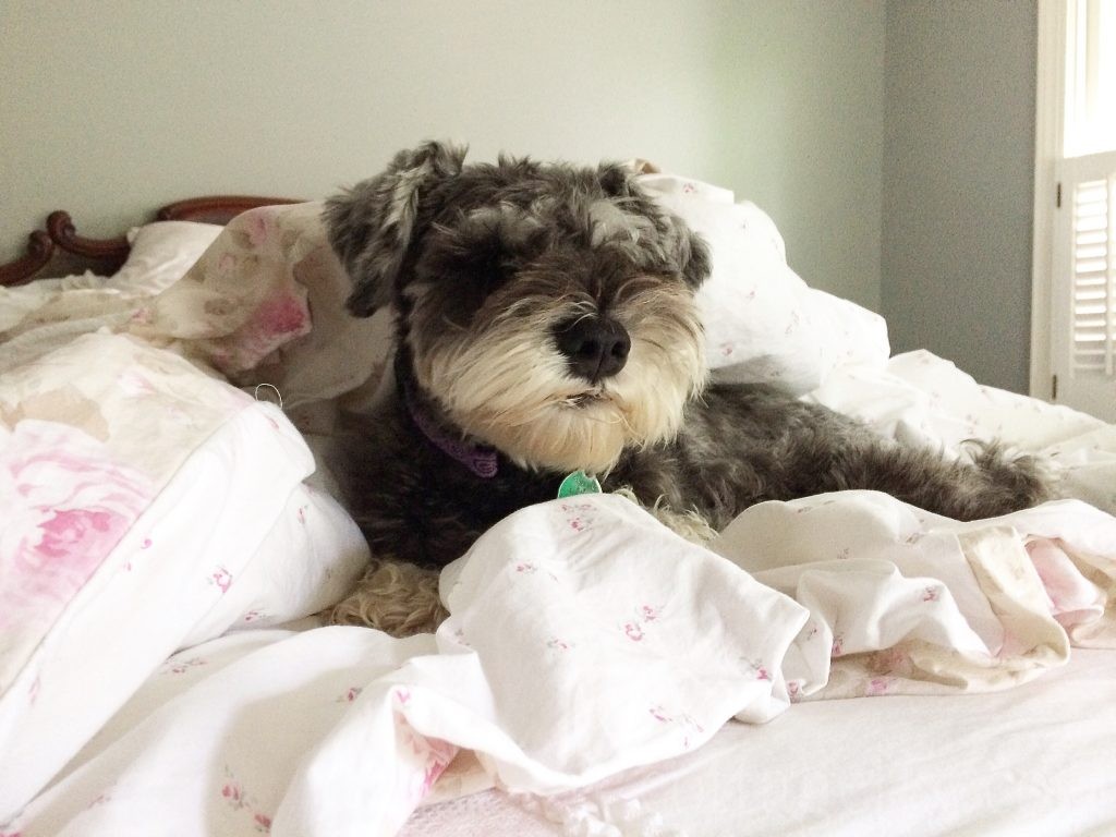 Cottage Fix blog - miss Paisley in a shabby chic nest