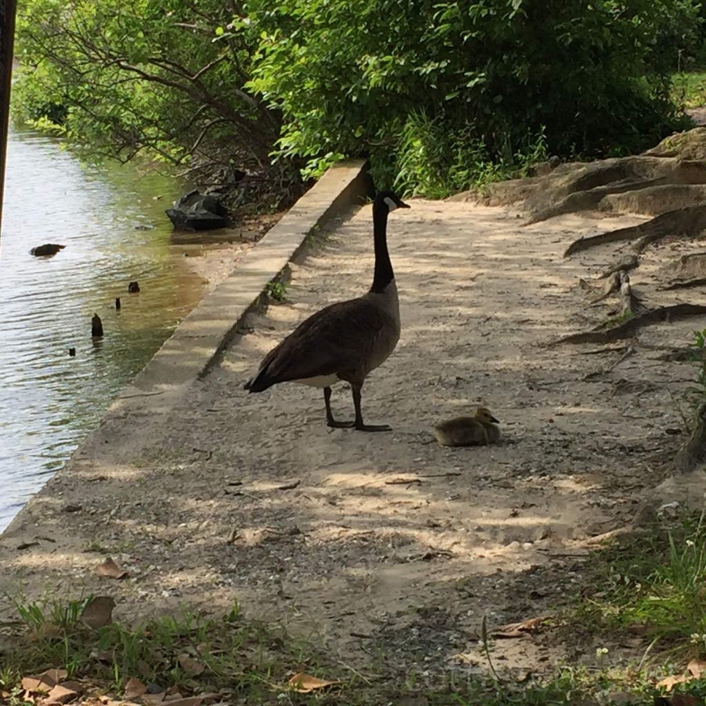 Cottage Fix blog - mama and baby at the lake