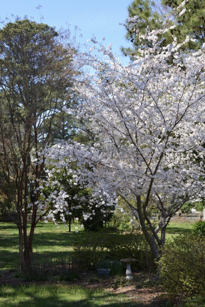 Cottage Fix Blog - cherry blossom in the garden