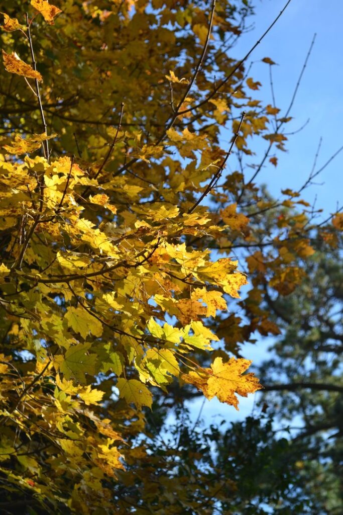 Cottage Fix blog - autumn leaves